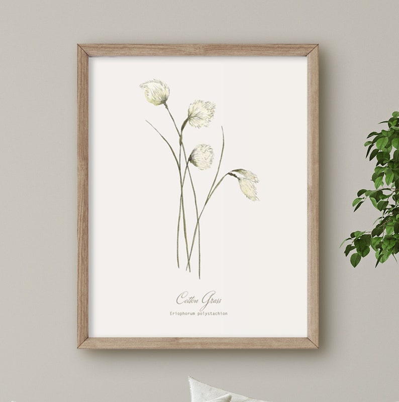 May include: A framed botanical illustration of cotton grass, also known as Eriophorum polystachion, with delicate white flowers and green stems.