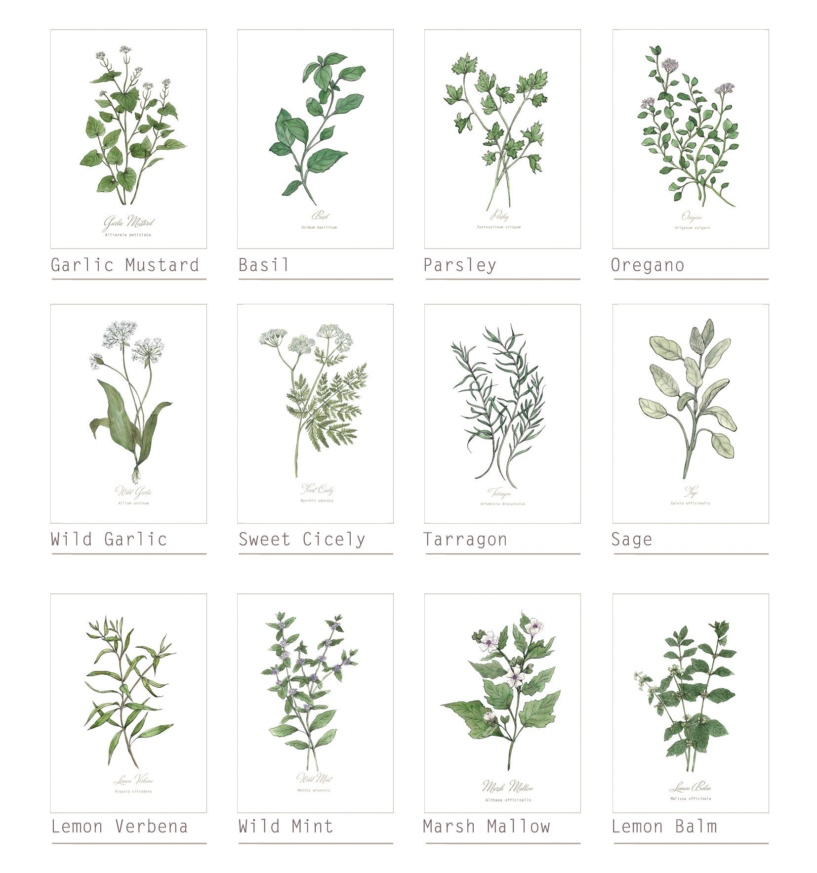 2 Botanical Prints: Wild Flower or Herb Watercolour | Etsy