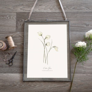 May include: A framed botanical illustration of Cotton Grass (Eriophorum polystachion) with delicate white flowers and green stems on a white background.