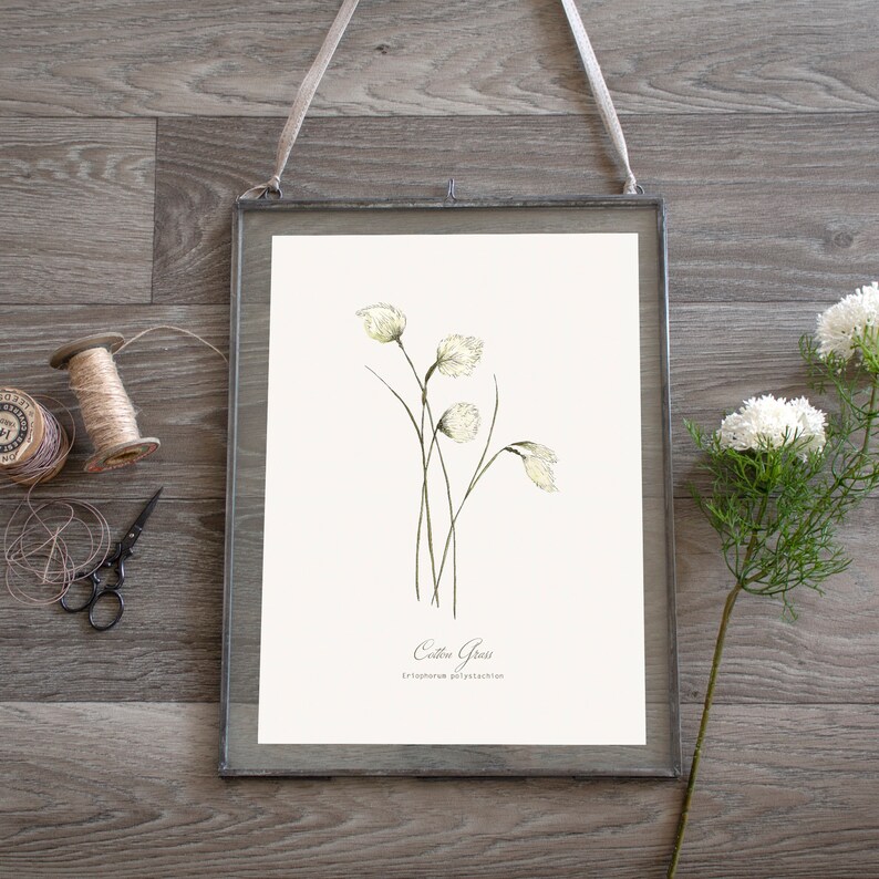 May include: A framed botanical illustration of Cotton Grass (Eriophorum polystachion) with delicate white flowers and green stems on a white background.