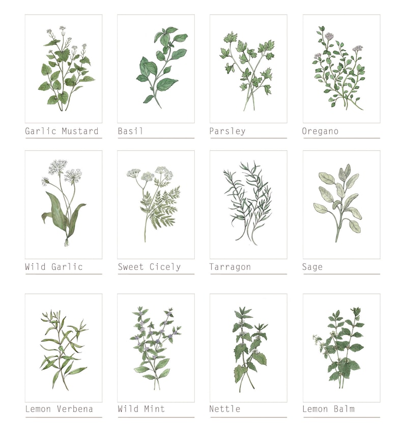 6 Botanical Prints Set: Wild Flower or Herb Watercolour Illustrations, Gallery Wall Art, Various sizes image 3