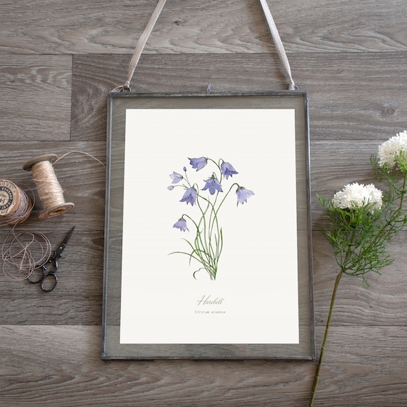 Harebell, Wild Flower Print, Botanical Illustration, Wall Art - Etsy