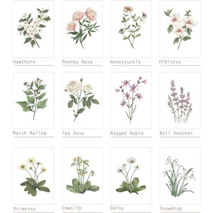 6 Botanical Prints Set: Wild Flower or Herb Watercolour Illustrations, Gallery Wall Art, Various sizes image 7