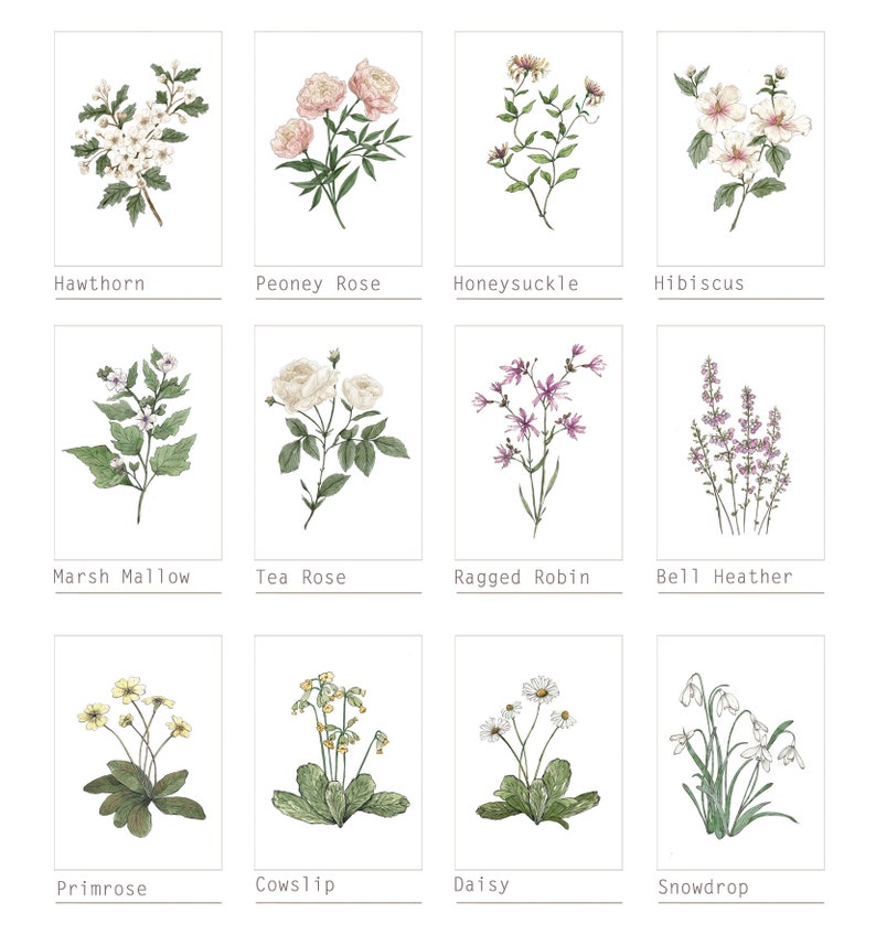 6 Botanical Prints Set: Wild Flower or Herb Watercolour Illustrations, Gallery Wall Art, Various sizes image 7