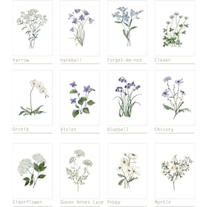 6 Botanical Prints Set: Wild Flower or Herb Watercolour Illustrations, Gallery Wall Art, Various sizes image 4