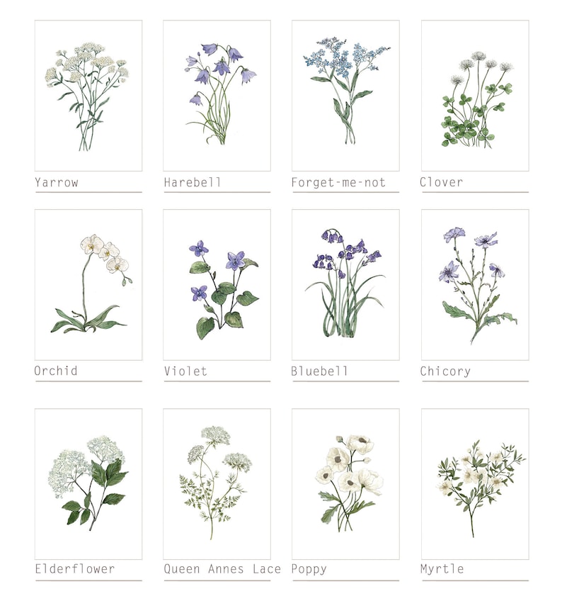 6 Botanical Prints Set: Wild Flower or Herb Watercolour Illustrations, Gallery Wall Art, Various sizes image 4