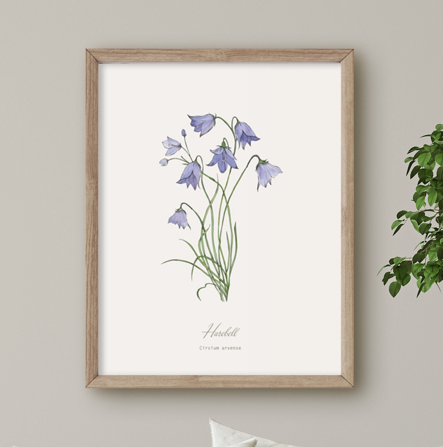 Harebell, Wild Flower Print, Botanical Illustration, Wall Art - Etsy