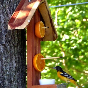 Oriole bird feeder with free jelly cup, Bird enthusiasts, Eastern Cedar Oriole Feeder, Fruit and jelly feeder, Hanging bird feeder