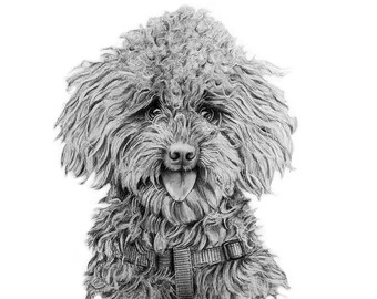 May include: A black and white pencil drawing of a fluffy poodle with its tongue sticking out. The poodle is wearing a black harness.