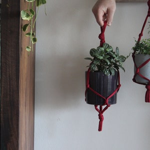 May include: Two hanging plant macrame holders with red cord, one with a grey pot and a green plant, the other with a black pot and a green plant.