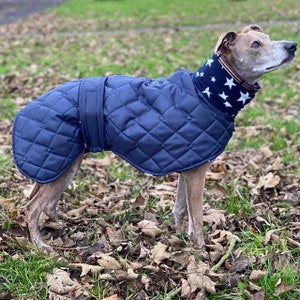 Waterproof dog coat navy and navy star , whippet , Italian, lurched, greyhound