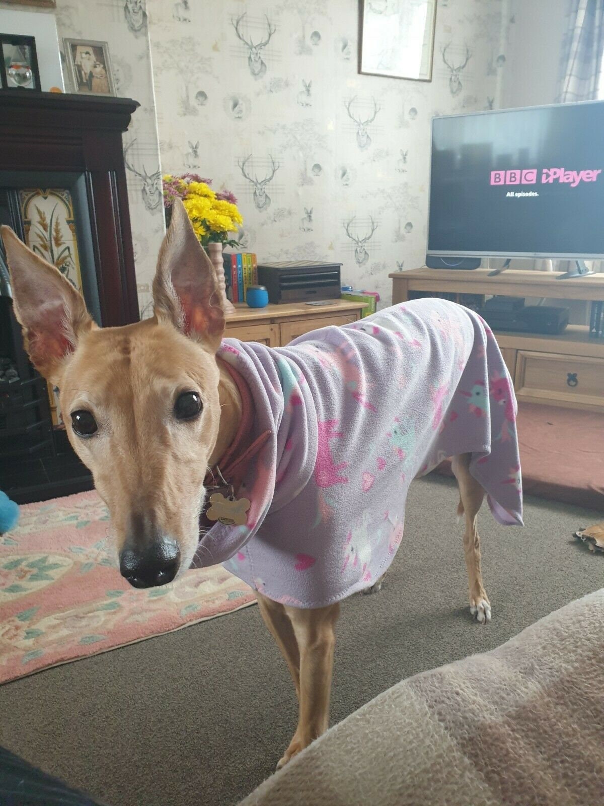 unicorn dog coat