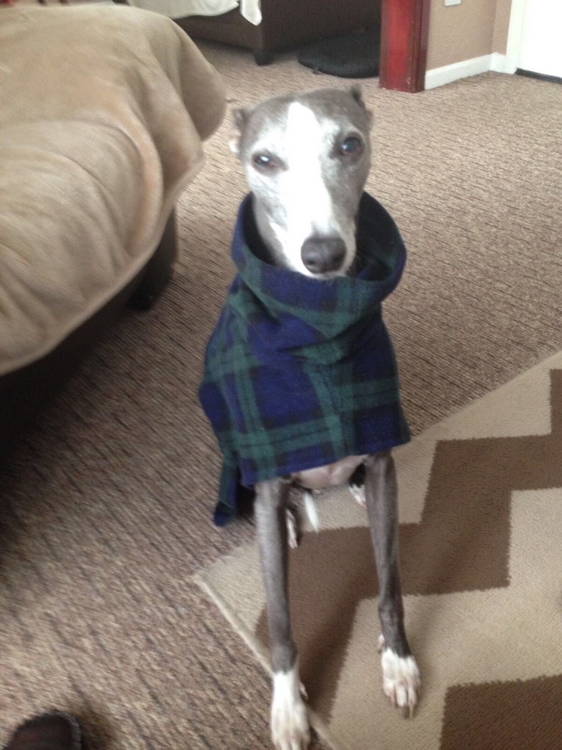 Dog snood fleece blue tartan whippet ,Italian greyhound ,greyhound,lurcher 8 sizes image 3