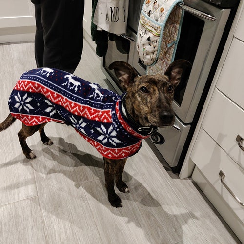 Tour de cou pour chien, renne, whippet en polaire de Noël, lévrier italien, lévrier, lurcher