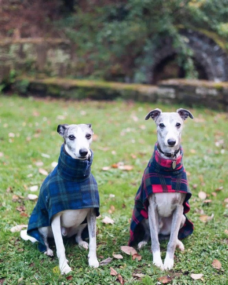 Dog snood fleece blue tartan whippet ,Italian greyhound ,greyhound,lurcher 8 sizes image 8