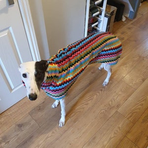 Puede incluir: Un perro blanco y negro con un su&eacute;ter de patr&oacute;n de chevron colorido. El perro est&aacute; de pie en un piso de madera.