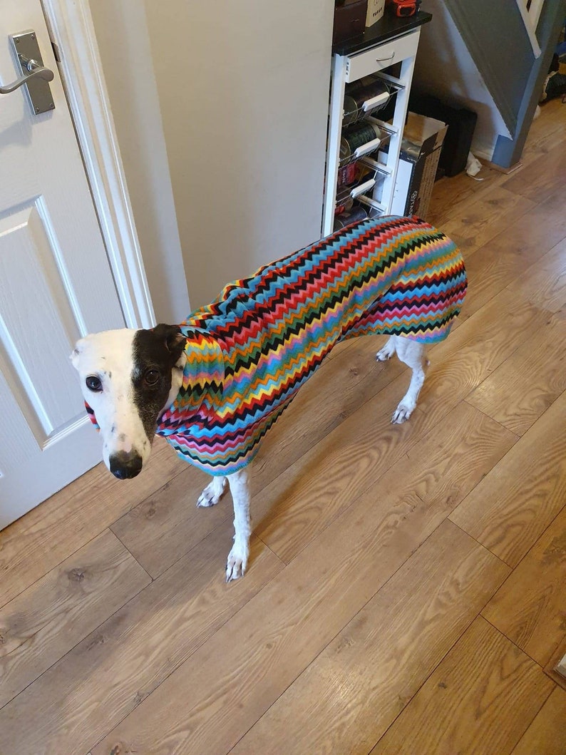 Puede incluir: Un perro blanco y negro con un su&eacute;ter de patr&oacute;n de chevron colorido. El perro est&aacute; de pie en un piso de madera.