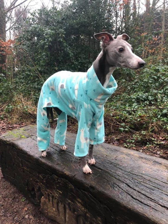 Pijama estampado perro llama jersey galgo italiano - Etsy México