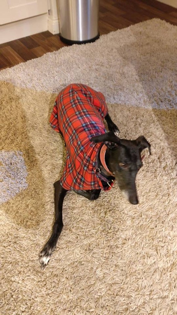 Greyhound whippet Welpen Trägt ein Roter Kragen Plüschtier Greyhound whippet Welpen Trägt ein Roter Kragen Plüschtier