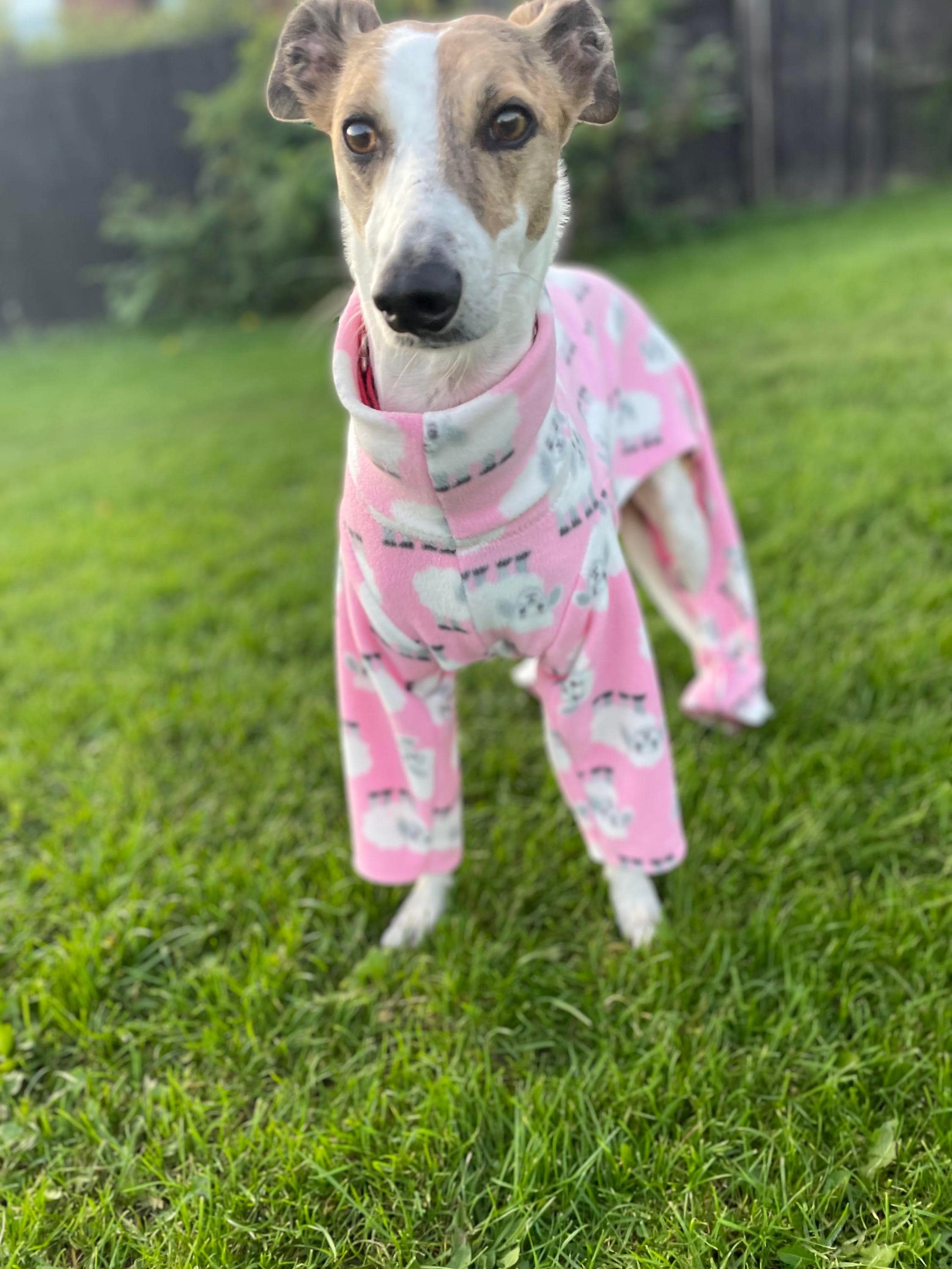 Dog Pyjamas in Pink Sheep Print Fleece Pyjamas Whippet, Greyhound ...