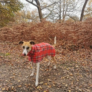 以下が含まれることがあります： 白と茶色の犬が、赤と黒のタータンチェックの犬用コートを着て、落ち葉が積もった森の中に立っています。