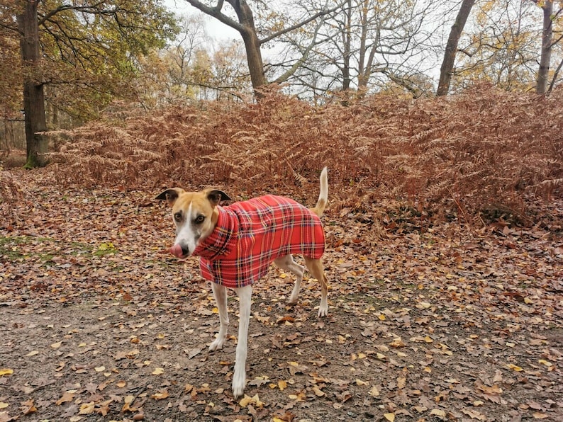 以下が含まれることがあります： 白と茶色の犬が、赤と黒のタータンチェックの犬用コートを着て、落ち葉が積もった森の中に立っています。