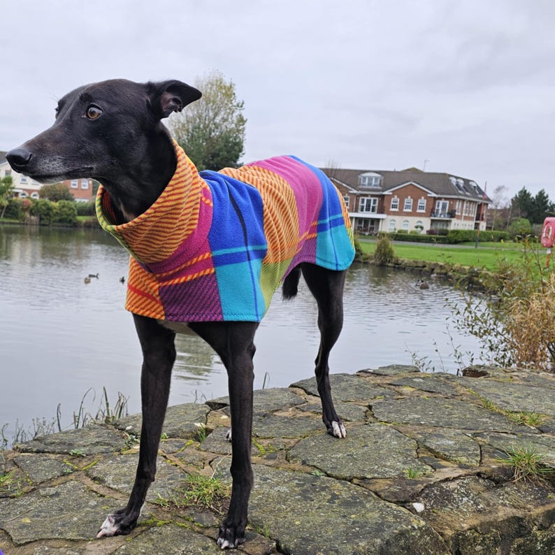 Peut inclure: Un chien noir porte un manteau pour chien &agrave; carreaux color&eacute;s, debout pr&egrave;s d'un plan d'eau. Le manteau pr&eacute;sente un m&eacute;lange de carr&eacute;s orange, roses, bleus et verts. Le chien est d'une race &eacute;lanc&eacute;e, probablement un l&eacute;vrier.