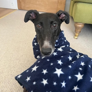 May include: A black dog with large brown eyes and floppy ears wearing a dark blue fleece snood or sweater featuring a repeating pattern of white five-pointed stars. The garment covers the neck and shoulders of the dog, providing a soft texture.