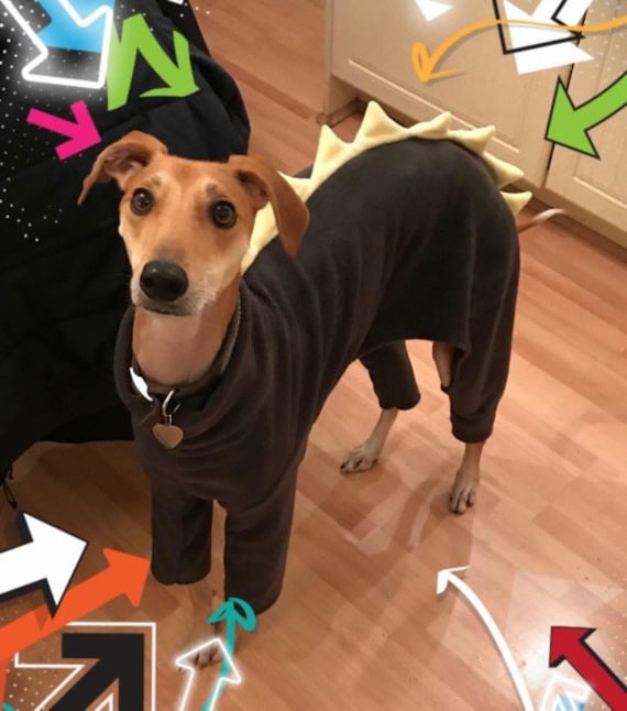 Whippet dinosaur pyjamas sale
