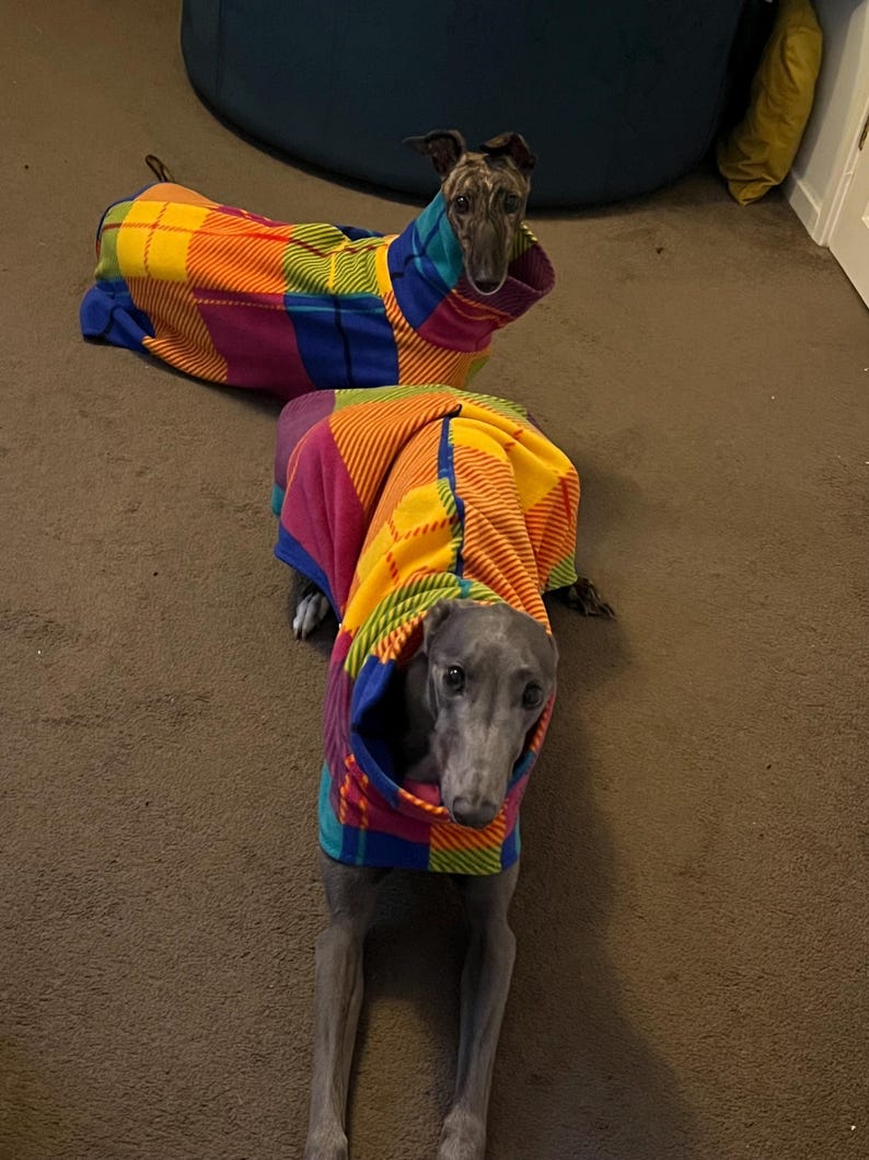 Peut inclure: Deux l&eacute;vriers v&ecirc;tus de manteaux pour chiens aux motifs patchwork color&eacute;s. Les manteaux pr&eacute;sentent un m&eacute;lange vibrant de carr&eacute;s jaunes, oranges, roses, violets, bleus et verts. Un chien est couch&eacute;, l'autre assis, tous deux regardant la cam&eacute;ra.