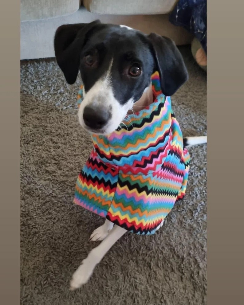 Puede incluir: Un perro blanco y negro con un su&eacute;ter de colores con un patr&oacute;n de zigzag. El perro est&aacute; sentado en una alfombra marr&oacute;n.