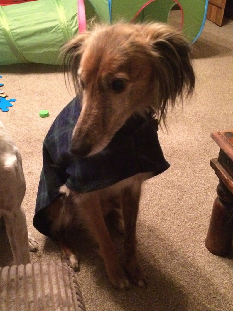 Dog snood fleece blue tartan whippet ,Italian greyhound ,greyhound,lurcher 8 sizes image 6