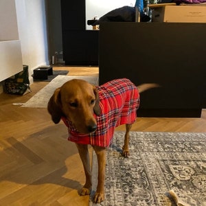 以下が含まれることがあります： 赤と黒の格子柄のセーターを着た茶色と黄褐色の犬。犬は木製の床に立っており、背景には敷物が敷かれている。