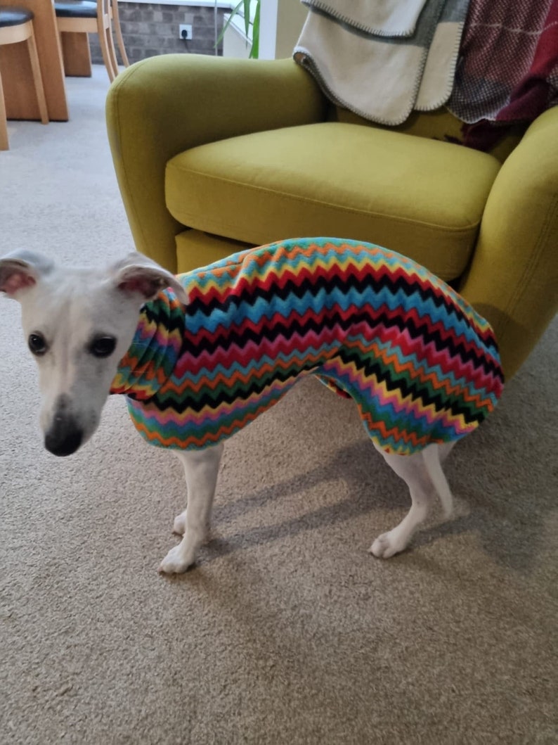 Puede incluir: Un perro blanco con un su&eacute;ter de patr&oacute;n de zigzag colorido. El perro est&aacute; de pie sobre una alfombra marr&oacute;n claro frente a un sill&oacute;n verde.