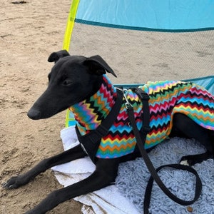 Puede incluir: Un perro negro con un su&eacute;ter de vell&oacute;n de patr&oacute;n de zigzag colorido y un arn&eacute;s negro con una correa.
