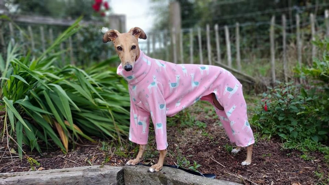 Made to Measure Dog Pyjamas Choose the Print Fleece Pyjamas Whippet ...