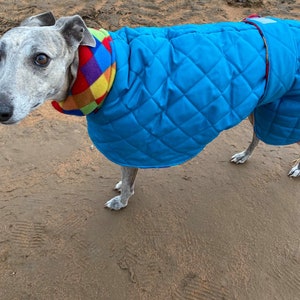 Abrigo impermeable para perros, jacquard turquesa y rojo, italiano, lebrel, galgo lurcher imagen 4