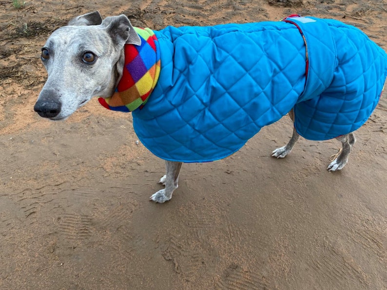 Abrigo impermeable para perros, jacquard turquesa y rojo, italiano, lebrel, galgo lurcher imagen 4