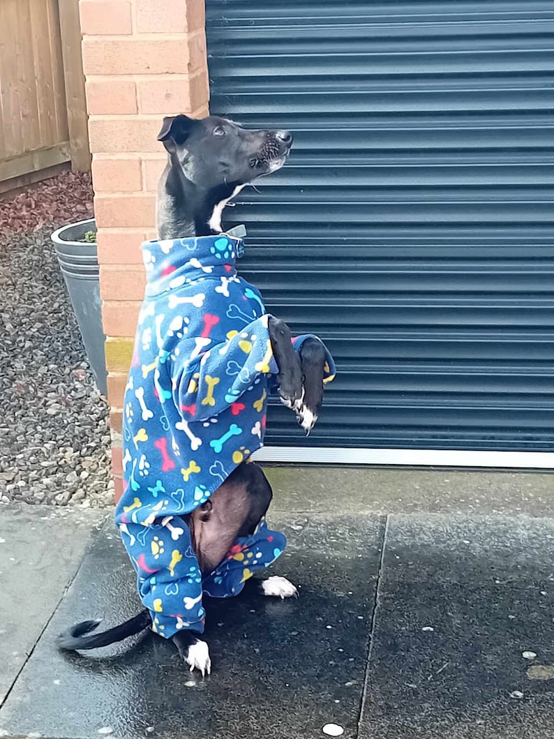 Pu&ograve; includere: Un cane nero che indossa una tuta in pile blu con un motivo a ossa e impronte di zampe. Il cane &egrave; in piedi su una superficie di cemento grigia.