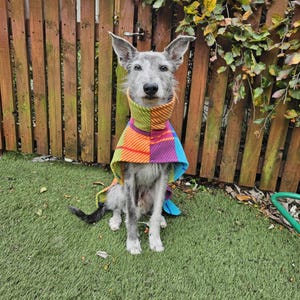 Peut inclure: Un chien gris portant une &eacute;charpe &agrave; carreaux color&eacute;e, assis sur du gazon artificiel vert. L'&eacute;charpe pr&eacute;sente un motif vibrant d'orange, de jaune, de vert, de violet et de bleu. Une cl&ocirc;ture en bois et du feuillage sont en arri&egrave;re-plan.