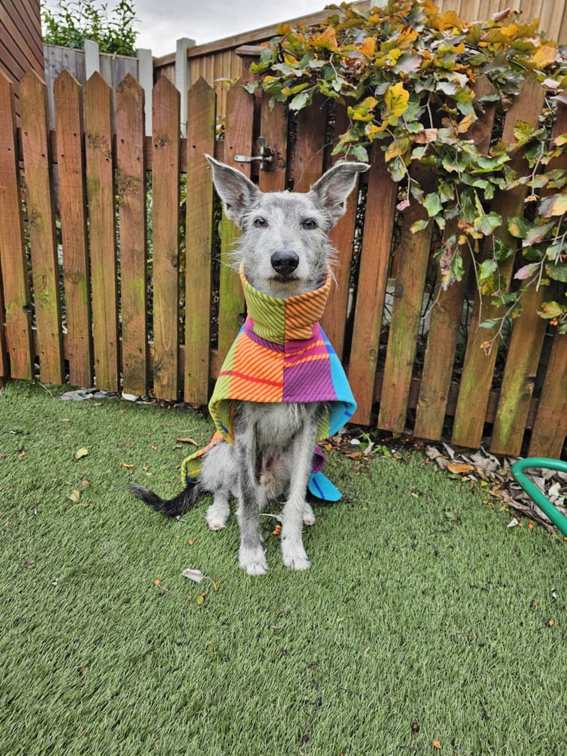 Peut inclure: Un chien gris portant une &eacute;charpe &agrave; carreaux color&eacute;e, assis sur du gazon artificiel vert. L'&eacute;charpe pr&eacute;sente un motif vibrant d'orange, de jaune, de vert, de violet et de bleu. Une cl&ocirc;ture en bois et du feuillage sont en arri&egrave;re-plan.