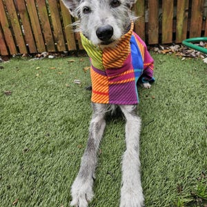 Peut inclure: Un chien gris portant un pull &agrave; carreaux color&eacute;. Le pull pr&eacute;sente un motif patchwork avec des sections orange, jaune, violet et bleu. Le chien est assis sur du gazon artificiel vert devant une cl&ocirc;ture en bois.