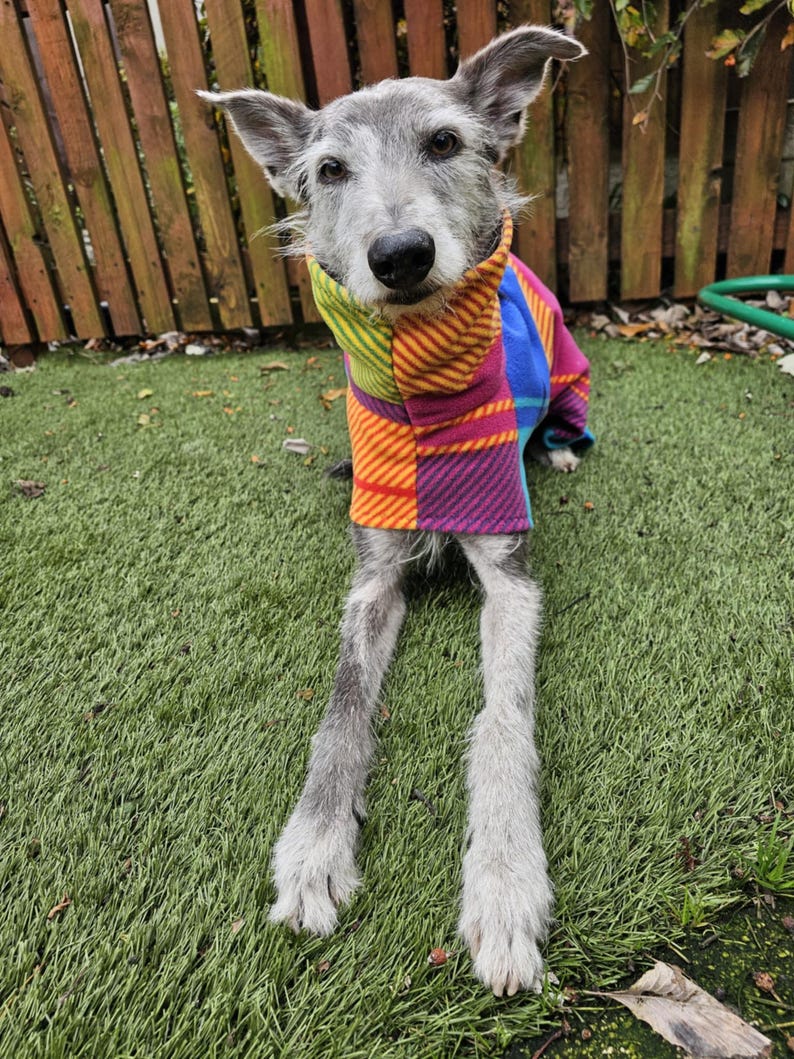 Peut inclure: Un chien gris portant un pull &agrave; carreaux color&eacute;. Le pull pr&eacute;sente un motif patchwork avec des sections orange, jaune, violet et bleu. Le chien est assis sur du gazon artificiel vert devant une cl&ocirc;ture en bois.