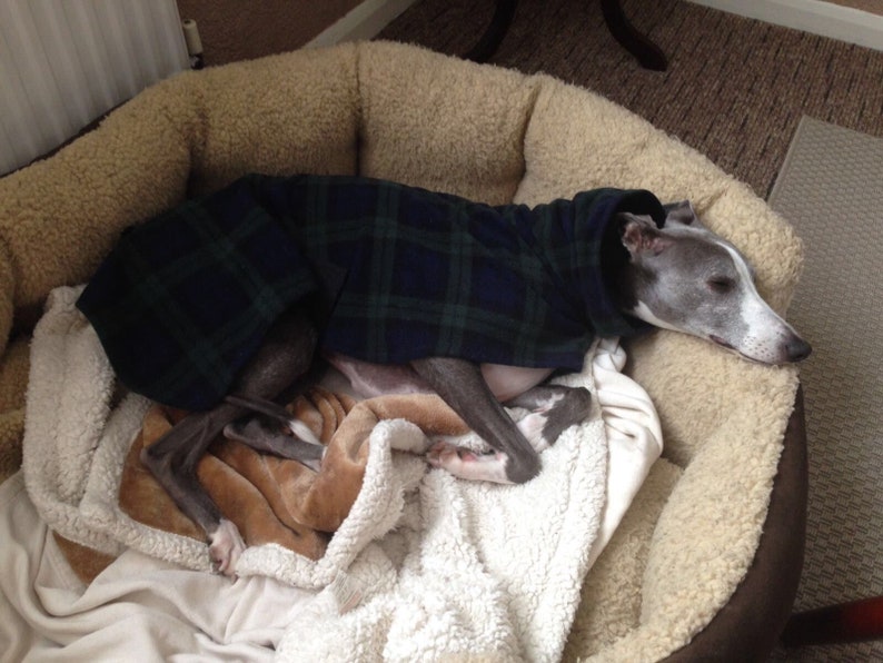 Dog snood fleece blue tartan whippet ,Italian greyhound ,greyhound,lurcher 8 sizes image 4
