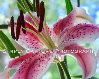 Speckled Lilly - Digital Download