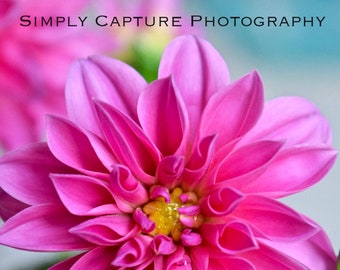 Pink Dahlia in the Summer Sun - Print