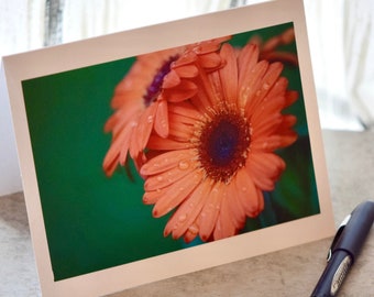Evening Gerbera Daisy - Print