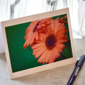 Evening Gerbera Daisy - Print