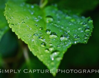 hydrangea Drops - Digital Download