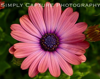 Sunlight African Daisy - Digital Download